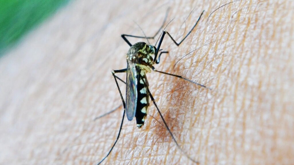 Muere un hombre de 71 años en Coria del Río por el virus del Nilo Muere un hombre de 71 años en Coria del Río por el virus del Nilo