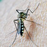 Muere un hombre de 71 años en Coria del Río por el virus del Nilo Muere un hombre de 71 años en Coria del Río por el virus del Nilo
