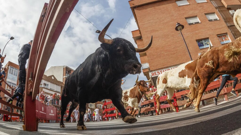 Seis heridos en el primer encierro de San Sebastián de los Reyes, uno con una cornada y un traumatismo craneoencefálico Seis heridos en el primer encierro de San Sebastián de los Reyes, uno con una cornada y un traumatismo craneoencefálico