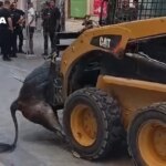 Pacma condena el «brutal» encierro de Morata de Tajuña, que acabó con dos cabestros muertos a cornadas