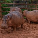 Cornaré reafirmó su compormiso en trabajar por preservación de hipopótamos Cornaré reafirmó su compormiso en trabajar por preservación de hipopótamos