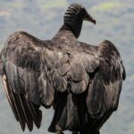 En Valle de Aburrá este año se han reportado 154 emergencias con gallinazos
