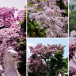 Por qué Ibagué se viste de rosado dos veces al año y cómo disfrutar de este espectáculo