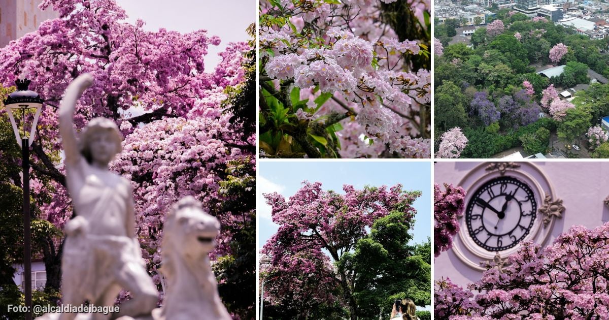 Por qué Ibagué se viste de rosado dos veces al año y cómo disfrutar de este espectáculo