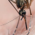 Descubren que los mosquitos usan rayos infrarrojos para rastrear a los humanos