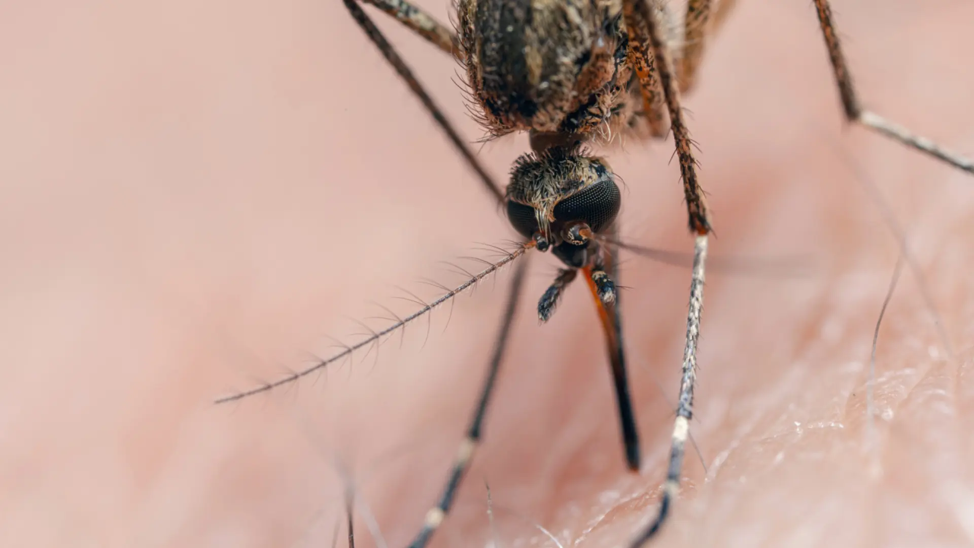 Descubren que los mosquitos usan rayos infrarrojos para rastrear a los humanos Descubren que los mosquitos usan rayos infrarrojos para rastrear a los humanos