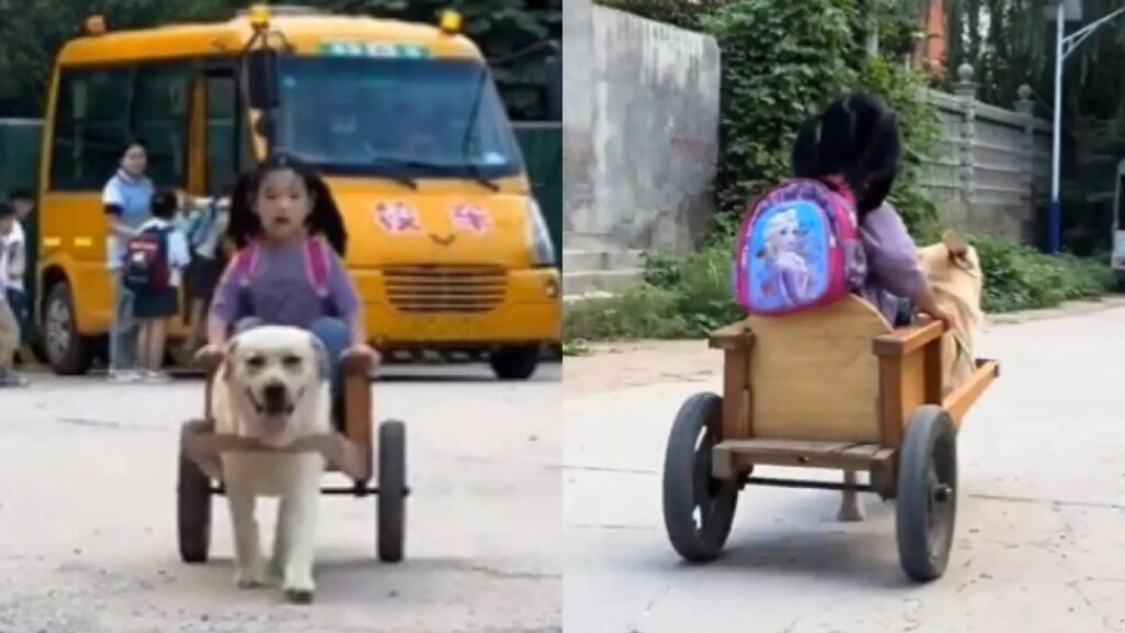 Un perro recoge a su dueña en un remolque a la salida del colegio y esto genera un debate en redes: «Es explotación animal»