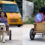Un perro recoge a su dueña en un remolque a la salida del colegio y esto genera un debate en redes: «Es explotación animal» Un perro recoge a su dueña en un remolque a la salida del colegio y esto genera un debate en redes: «Es explotación animal»
