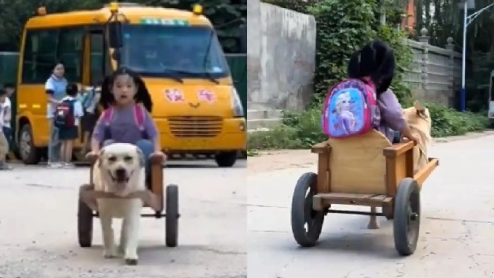Un perro recoge a su dueña en un remolque a la salida del colegio y esto genera un debate en redes: «Es explotación animal» Un perro recoge a su dueña en un remolque a la salida del colegio y esto genera un debate en redes: «Es explotación animal»