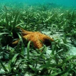Ecopetrol e Invemar Firmaron un Convenio para la Conservación de Ecosistemas Marinos en Riohacha Ecopetrol e Invemar Firmaron un Convenio para la Conservación de Ecosistemas Marinos en Riohacha