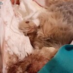 Investigado por atropellar a su perro, meterlo en un saco y arrojarlo a la basura en Hellín