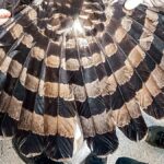Águila negra murió por un impacto de perdigón en Barbosa
