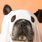 Halloween en Bogotá: El evento de disfraces para perros que todos esperan