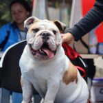 Mosquera: Proteja a su mascota con jornada de vacunación gratuita