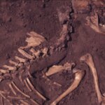 la huella de los perros en la colonización