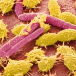 Qué es el microbioma, por qué es tan importante para la salud y cuáles son los síntomas de que está alterado Qué es el microbioma, por qué es tan importante para la salud y cuáles son los síntomas de que está alterado