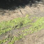 La Guardia Civil inmoviliza 9.000 kilos de aceitunas: ¿qué riesgos entraña su consumo?