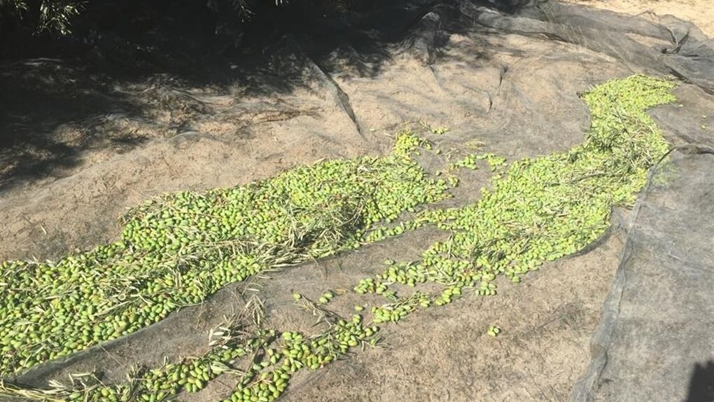 La Guardia Civil inmoviliza 9.000 kilos de aceitunas: ¿qué riesgos entraña su consumo?
