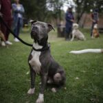 FUNDACIÓN da esperanza a PERRITOS y les celebra NAVIDAD como Reyes