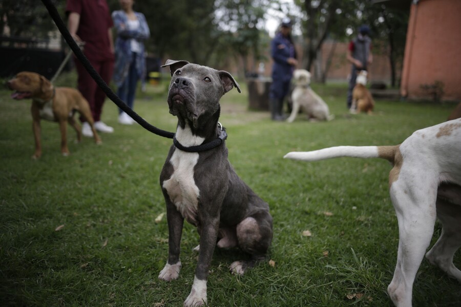 FUNDACIÓN da esperanza a PERRITOS y les celebra NAVIDAD como Reyes FUNDACIÓN da esperanza a PERRITOS y les celebra NAVIDAD como Reyes