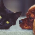 Dueños de Mascotas reciben advertencia de Secretaría de Ambiente en Navidad