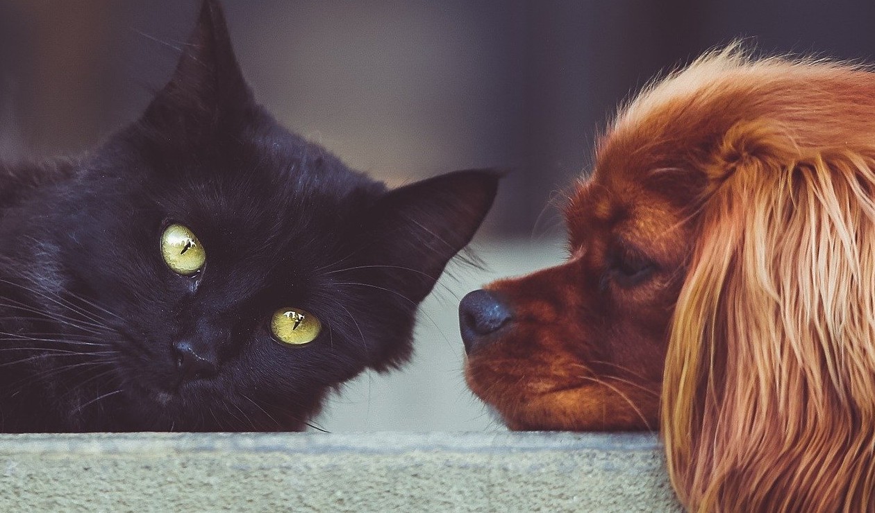 Dueños de Mascotas reciben advertencia de Secretaría de Ambiente en Navidad