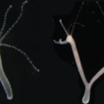 Investigadores suizos logran crear una hidra de dos cabezas Investigadores suizos logran crear una hidra de dos cabezas