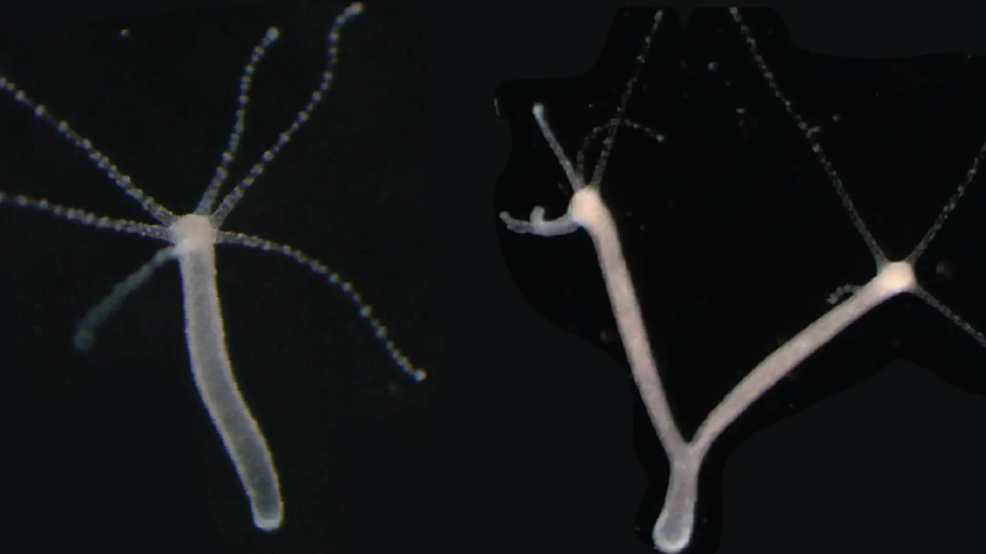 Investigadores suizos logran crear una hidra de dos cabezas Investigadores suizos logran crear una hidra de dos cabezas