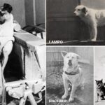 Los 7 perros que han hecho historia a nivel mundial