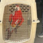 Noticias Antioquia: Liberaron a dos guacamayas en Envigado