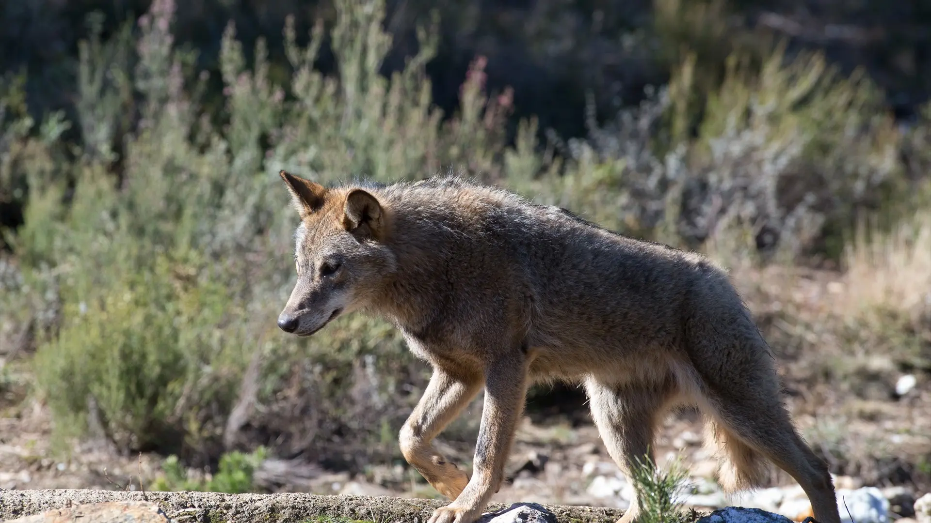 PP, Vox, Junts y PNV se unen en el Congreso para obligar al Gobierno a rebajar la protección del lobo