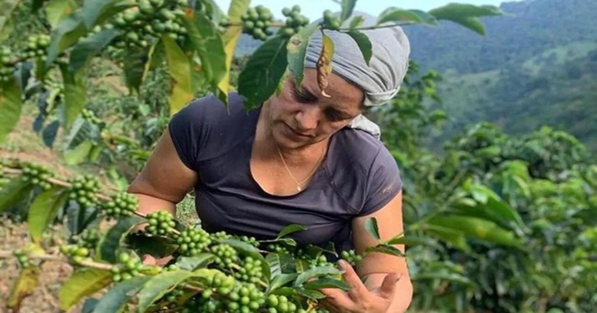 Noticias Antioquia: Invertirán 0 mil millones para sector agropecuario Noticias Antioquia: Invertirán 0 mil millones para sector agropecuario