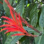 Noticias Antioquia: Descubren una planta única en el mundo en el Suroeste