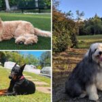 Las 5 mascotas de los famosos colombianos que les costaron millones Las 5 mascotas de los famosos colombianos que les costaron millones