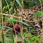 Noticias Antioquia: Alimentación, clave para recuperar la fauna silvestre