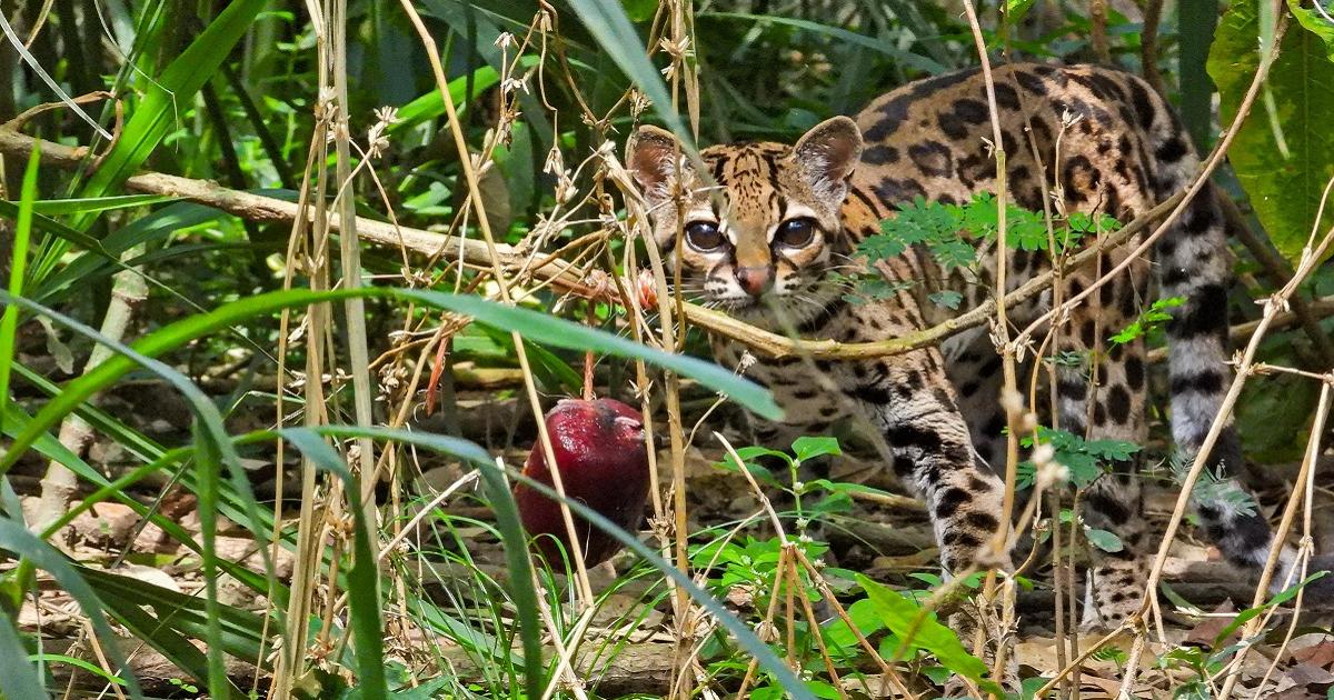 Noticias Antioquia: Alimentación, clave para recuperar la fauna silvestre Noticias Antioquia: Alimentación, clave para recuperar la fauna silvestre
