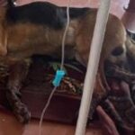 Noticias Antioquia: Envenenan a dos perros y tres gatos en una semana Noticias Antioquia: Envenenan a dos perros y tres gatos en una semana