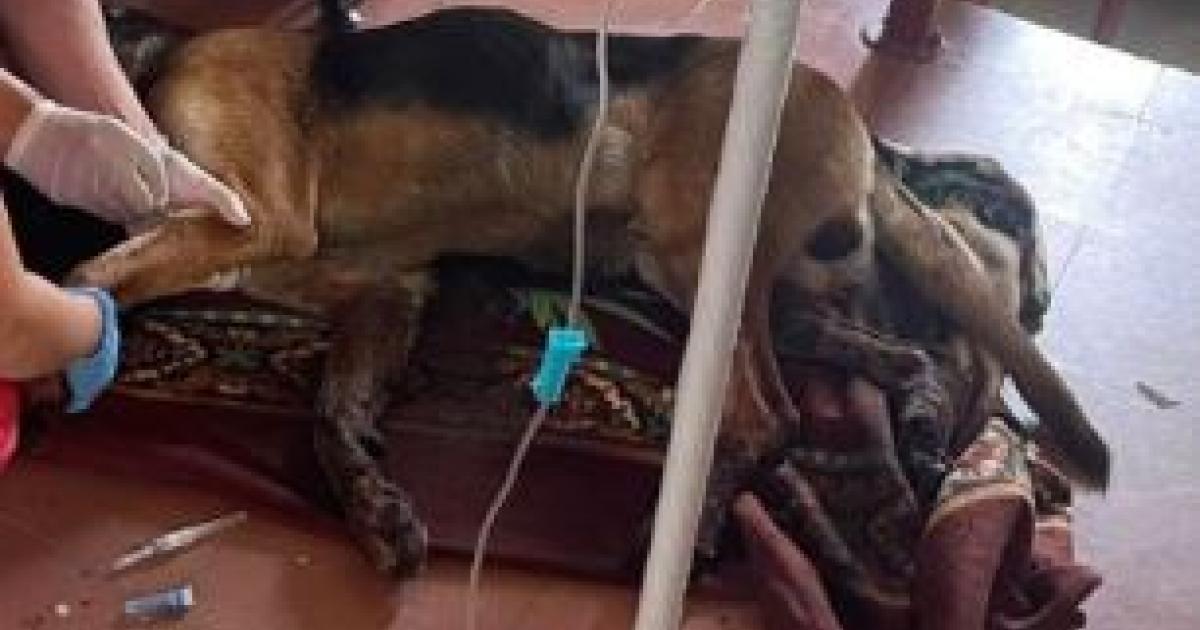 Noticias Antioquia: Envenenan a dos perros y tres gatos en una semana Noticias Antioquia: Envenenan a dos perros y tres gatos en una semana