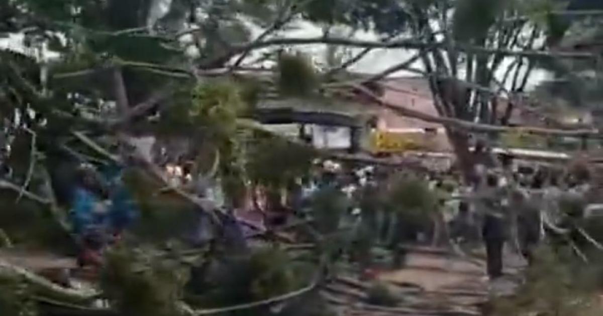Noticias Medellín: Cinco heridos dejó la caída de otro árbol en Medellín Noticias Medellín: Cinco heridos dejó la caída de otro árbol en Medellín