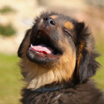¿Busca un amor incondicional? Un peludito de cuatro patas lo está esperando