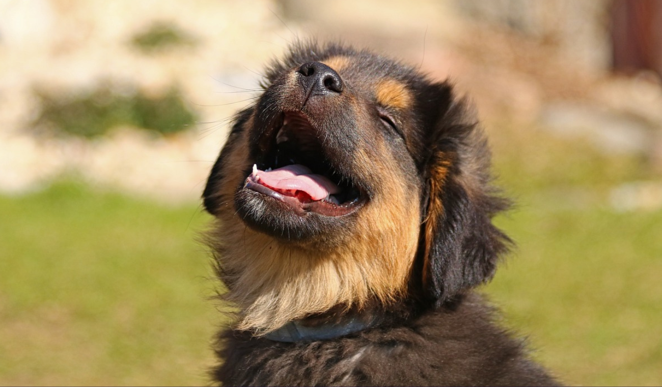 ¿Busca un amor incondicional? Un peludito de cuatro patas lo está esperando ¿Busca un amor incondicional? Un peludito de cuatro patas lo está esperando