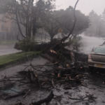 Caos en la Séptima: un árbol cae y tocaría comprar lancha por inundaciones
