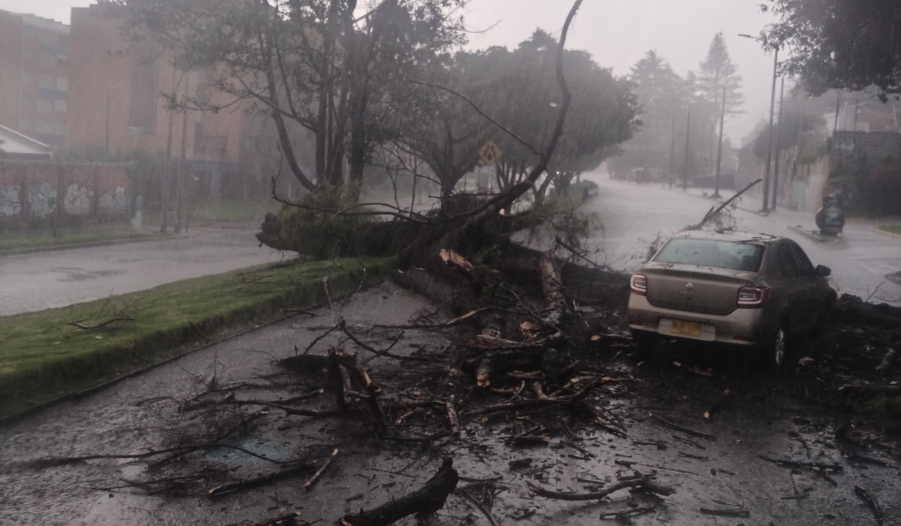 Caos en la Séptima: un árbol cae y tocaría comprar lancha por inundaciones Caos en la Séptima: un árbol cae y tocaría comprar lancha por inundaciones