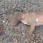 Investigada una mujer por matar a su perro hundiéndolo en el Canal Imperial en Zaragoza