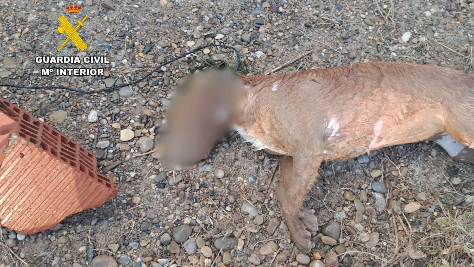 Investigada una mujer por matar a su perro hundiéndolo en el Canal Imperial en Zaragoza Investigada una mujer por matar a su perro hundiéndolo en el Canal Imperial en Zaragoza