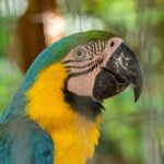 Noticias Antioquia: Liberaron a 14 aves en San Rafael