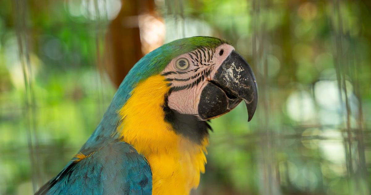 Noticias Antioquia: Liberaron a 14 aves en San Rafael Noticias Antioquia: Liberaron a 14 aves en San Rafael