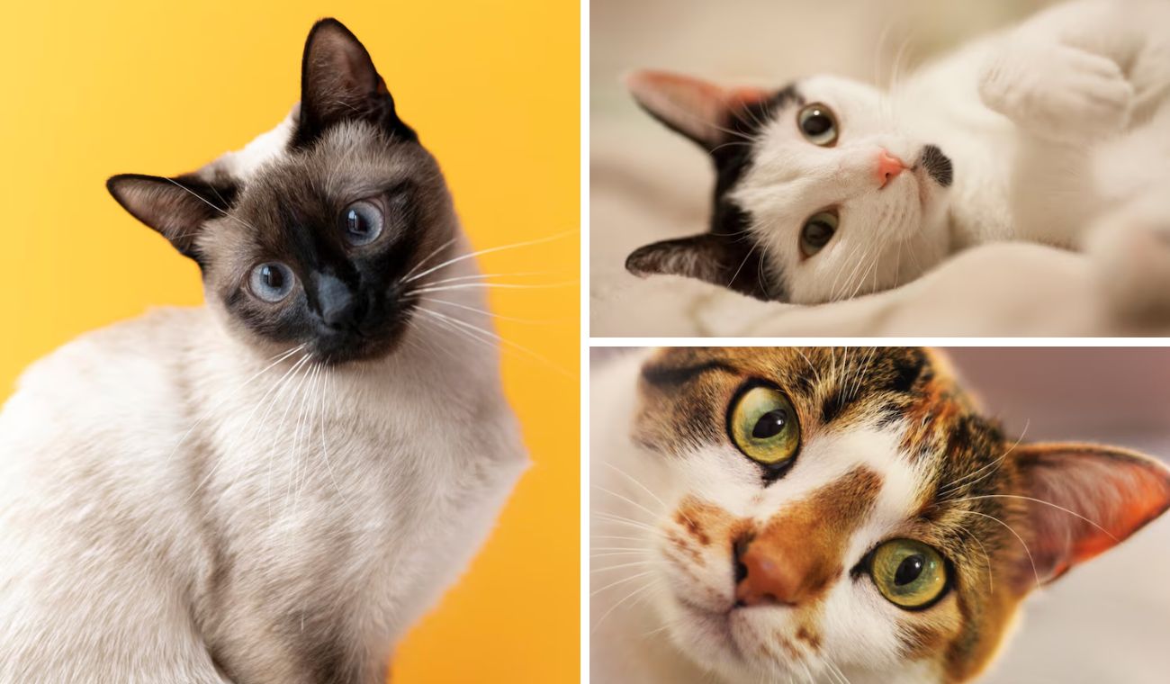 ¿Qué significa que un gato le muestre la panza? Expertos responden ¿Qué significa que un gato le muestre la panza? Expertos responden
