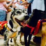 Noticias Medellín: Adopta un Superhéroe, campaña para adoptar perros