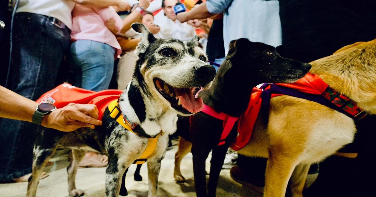 Noticias Medellín: Adopta un Superhéroe, campaña para adoptar perros Noticias Medellín: Adopta un Superhéroe, campaña para adoptar perros